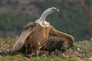 Threaten: Griffon vulture (Gyps fulvus) threatening on the
