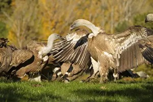 Griffon: Griffon Vulture (Gyps fulvus), two vultures fighting