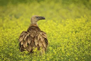 Griffon: Griffon vulture (Gyps fulvus) in a yellow flower