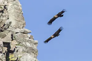 030517: Griffon Vulture pair in flight Extremadura Spain