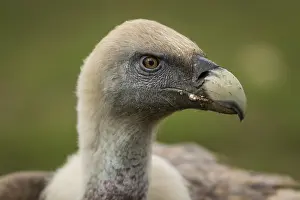 050618: Griffon Vulture - portrait - Castilla Leon, Spain