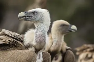 050618: Griffon Vulture - portrait - Castilla Leon, Spain