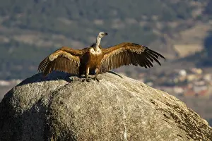 191217: Griffon Vulture - on rocks - Castila Leon, Spain