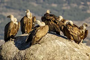 191217: Griffon Vulture - on rocks - Castila Leon, Spain