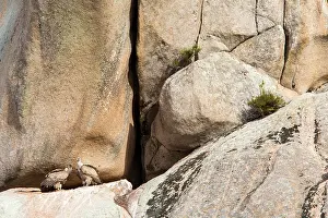 Necrophage: Griffon vultures (Gyps fulvus) on cliff, Guadarrama