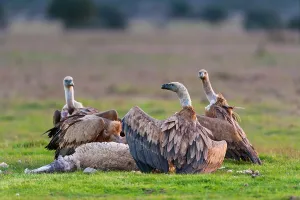 Castilla: Griffon Vultures and Sheep corpse - Cabaeros NP Spain