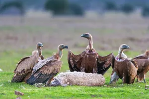 Castilla: Griffon Vultures and Sheep corpse - Cabaeros NP Spain