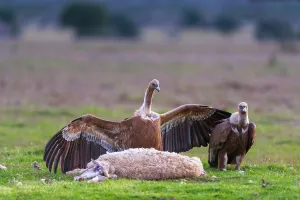 Castilla: Griffon Vultures and Sheep corpse - Cabaeros NP Spain
