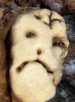 Grimace: Grimace on stony coral (Scleractinia), Sinai Peninsula