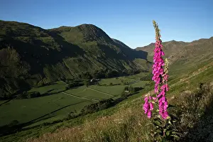 300817: Grisedale Valley - Foxglove - near Helvellyn - Cumbria - UK