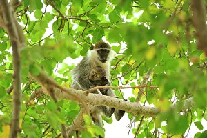Vervet: Grivet Monkey / Vervet monkey / Green Monkey - with