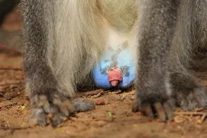 Vervet: Grivet Monkey / Vervet monkey / Green Monkey - blue