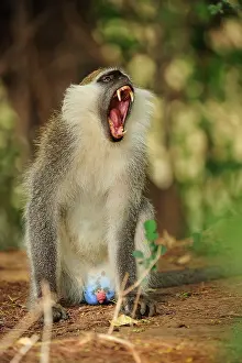 Vervet: Grivet Monkey / Vervet monkey / Green Monkey - yawning