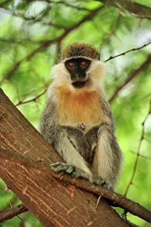 Vervet: Grivet / Vervet / Green Monkey Awash National Park