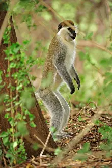 Vervet: Grivet / Vervet / Green Monkey Awash National Park