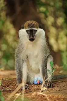 Vervet: Grivet / Vervet / Green Monkey Awash National Park