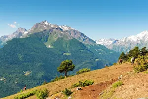 Donkey: Grivola and Grand Nomenon mountains, Aosta