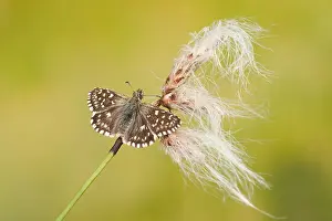 Skipper: Grizzeld Skipper (Pyrgus malvae) spreading its