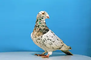 Pigeons: Grizzle Pigeon - male, domestic shoe breed
