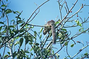 Grizzled: Grizzled Giant Squirrel