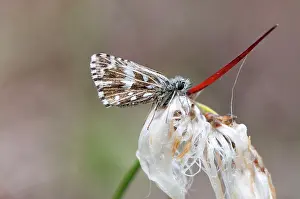 Grizzled: Grizzled Skipper