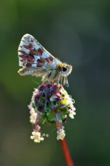 Grizzled: Grizzled Skipper