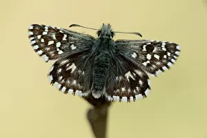 Grizzled: Grizzled Skipper