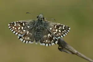 Grizzled: Grizzled Skipper