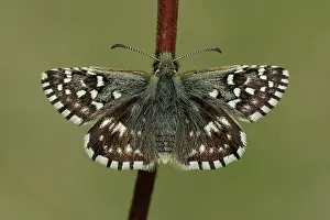 Grizzled: Grizzled Skipper