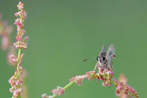 Grizzled: Grizzled Skipper