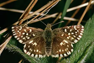 Skippers: Grizzled Skipper Butterfly