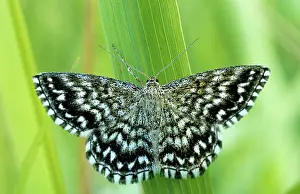 Skippers: Grizzled Skipper - on flower