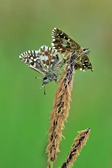 Skippers: Grizzled Skipper mating