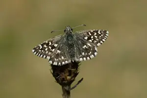 Grizzled: grizzled skipper (Pyrgus malvae)