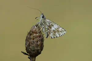 Grizzled: grizzled skipper (Pyrgus malvae)