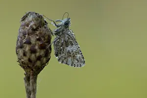 Grizzled: grizzled skipper (Pyrgus malvae)