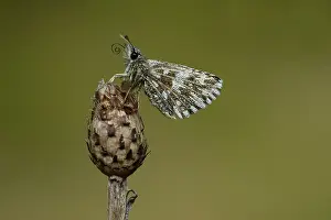 Grizzled: grizzled skipper (Pyrgus malvae)