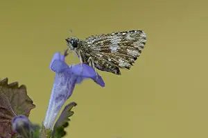 Grizzled: grizzled skipper (Pyrgus malvae)