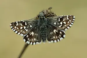 Grizzled: grizzled skipper (Pyrgus malvae)