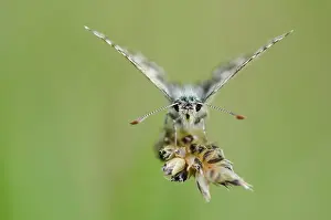 Skipper: Grizzled Skipper (Pyrgus malvae) on Gramninae -