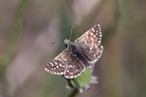 Skippers: Grizzled Skipper - Summer