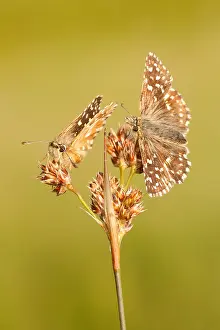 Skipper: Grizzled Skippers (Pyrgus malvae) pair, The Net