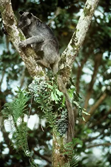 Grizzled: Grizzled Tree Kangaroo