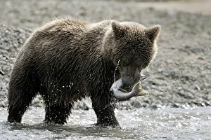 Katmai: Grizzly