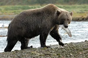 Katmai: Grizzly