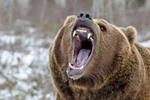 Growling: Grizzly Bear