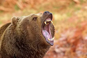 Growling: Grizzly Bear