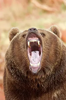 Growling: Grizzly Bear