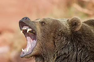 Growling: Grizzly Bear