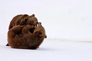 Siblings: Grizzly Bear